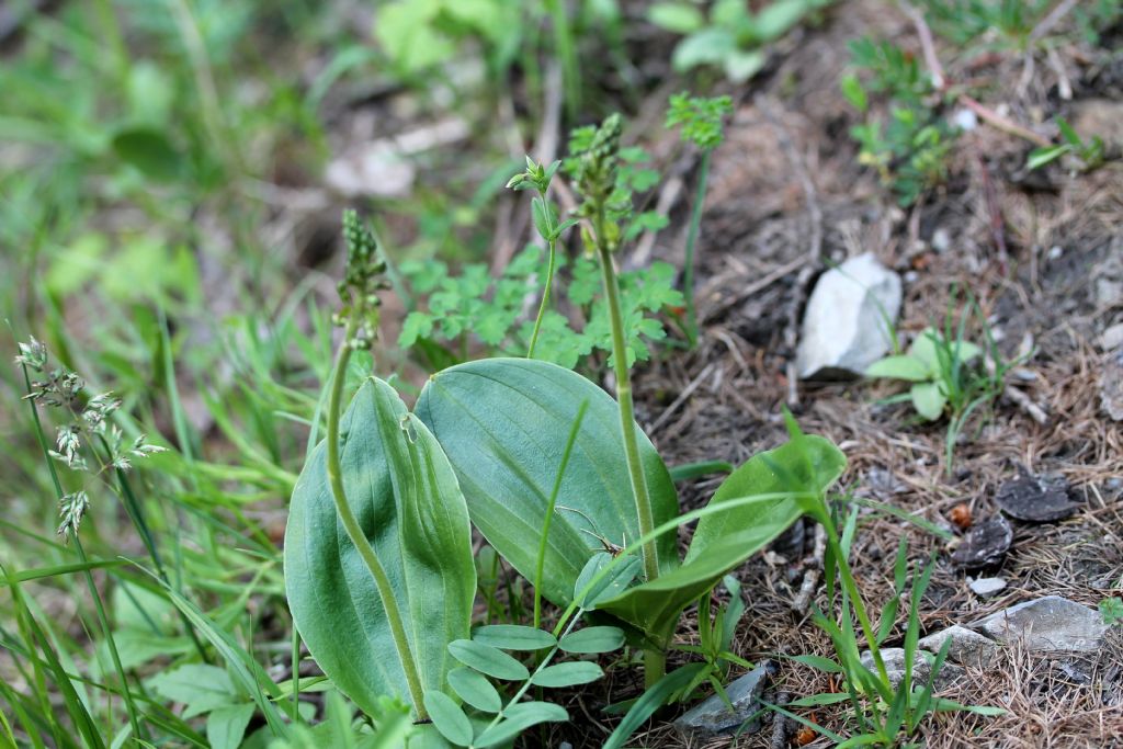 Listera ovata